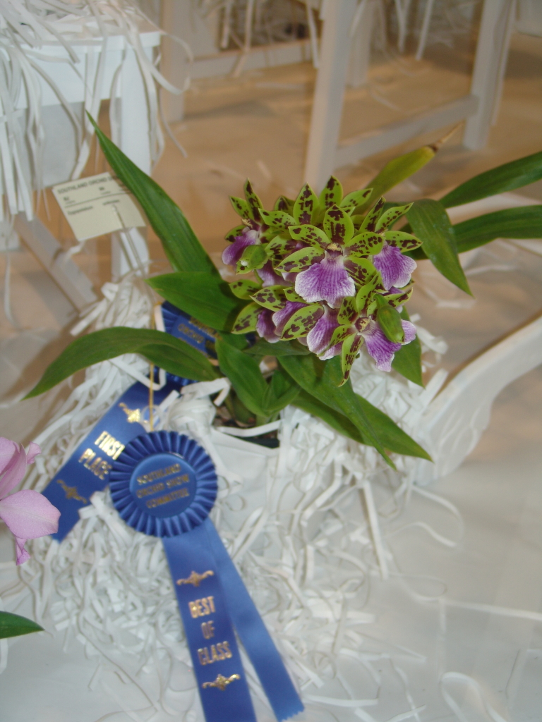 Zygopetalum unknown, 2007 Southland Orchid Show Best in Class