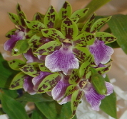 Click here for a large version of Zygopetalum unknown