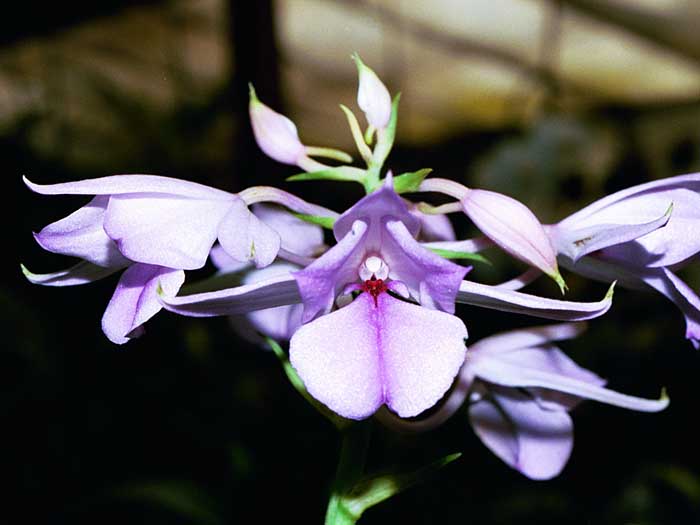 Calanthe sylvatica 'Bad Blue'  2003 Eric Hunt